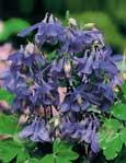Ancolie des Alpes (Aquilegia alpina) - 