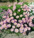 Aster des Alpes (Aster alpinus) - 