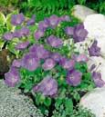 Campanule des Carpates (Campanula carpatica) - 