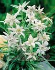 Edelweiss (Leontopodium alpinum) - 