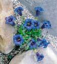 Gentiane acaule (Gentiana acaulis) - 