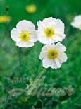 Pavot des Alpes (Papaver alpinum) - 