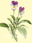 Pens�e (Viola tricolor) - Pens�e d�licate aux jolies fleurs en coloris nuanc�s d�puratif, f�brifuge, anti-spasmodique, rem�de contre la toux