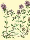 Serpolet (Thymus serpyllum) - Petite labi�e rouge-violet au senteur aromatique antitussif, anti-spasmodique, favorise la circulation, f�brifuge 