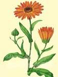 Souci (Calendula officinalis) - Fleur d��t� au coloris jaune-orange intense et brillant anti-inflammatoire, d�senflant, analg�sique, antispasmodique 