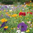 Symphonie de fleurs Summer Dream - Beau m�lange pour plates-bandes et rocailles, contenant p. ex. des alysses, esperis (Julienne des dames), linaires, sanvitalia, zinnias, god�ties (fleurs de satin) etc. Floraison: juin-septembre Hauteur: 15-30 cm ensoleill� annuelle 