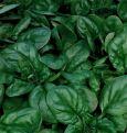 Engrais vert Croissance rapide 250 g (25 m2) - Hiverne. Comestible