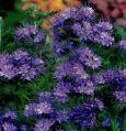 Engrais vert Universel 150 g (50m2)  - Contenu: Graines de phacelia Densit� du semis: 3 g/m 2  D�tail